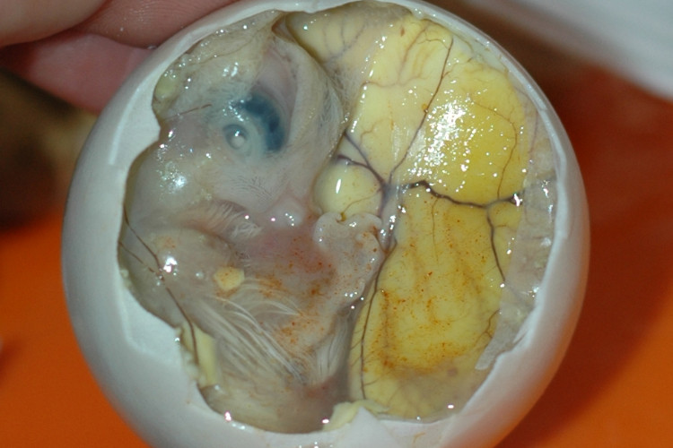 balut egg