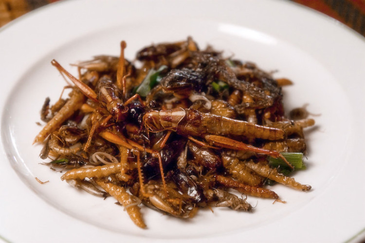 fried locusts