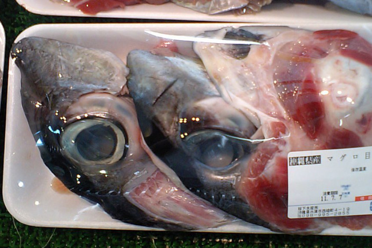 tuna eyeballs